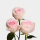 Hot Pink V.I Pink 50 cm (25 St bunch)
