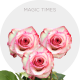 Hot Pink/Cream Magic Times Roses 40-60 cm