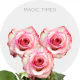 Box Bicolor Magic Times Roses 60 cm (100 St)