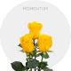 Box Yellow Momentum 60 cm (100 St)