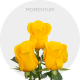 Yellow Momentum Roses 50-60 cm