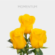 Yellow Momentum 50 cm (25 St bunch)