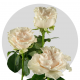 White Cotton X-Pression Roses 40-50 cm