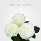 White Mondial 40 cm (25 St bunch)
