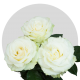 White Mondial Roses 50-70 cm