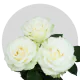 Box White Mondial 60 cm (100 St)