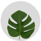 Tropical Flowers Monstera Small Green