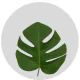 Box Tropical Flowers Monstera Small Green (100 St bunch)