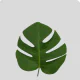 Monstera Small Green (5 St bunch)