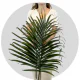 Box Eucalyptus French Kiss (50 St bunch)