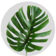 Box Tropical Flowers Monstera Small Green (100 St bunch)