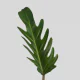 Tropical Phi Xanadu (10 St bunch)