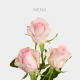 Sample Light Pink Nena Roses 50 cm (12 St bunch)