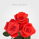 Orange Nina 60 cm (25 St bunch)