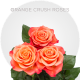 Orange Crush Roses 40-60 cm