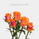Spray Orange Star 40-60 cm  (10 St bunch)