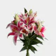 Box Flowers Oriental Lily Hot Pink (80 Stems)