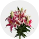 Flowers Oriental Lily White