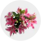 Box flowers Oriental Lily Light Pink (80 Stems)