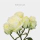 Spray White Pascua 40 cm (10 St bunch)