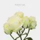 White Spray Pascua 40-60 cm (10 St bunch)