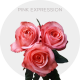 Garden Pink Expression Roses 40-60 cm