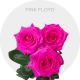 Hot Pink Floyd Roses 50-60 cm