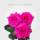 Box Hot Pink Floyd Roses 50 cm (100 St)
