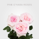 Pink O'Hara 40 cm Roses (25 St bunch)