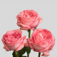 Garden Pink Expression Roses 60 cm (25 St bunch)