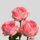 Garden Pink Expression Roses 40 cm (25 St bunch)
