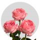 Box Garden Pink Xpression Roses 40 cm (100 St)