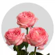 Box Garden Pink Expression Roses 40 cm (125 St)