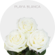 White Playa Blanca Roses 50-60 cm