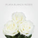 White Playa Blanca 50 cm (25 St bunch)