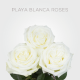 White Playa Blanca 40 cm (25 St bunch)
