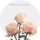 Box Peach Princess Crown (125 St)