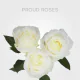 White Proud 50 cm (25 St bunch)