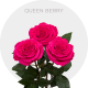Hot Pink Queenberry Roses 50-60 cm