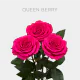 Hot Pink Queenberry Roses 60 cm (25 St bunch)