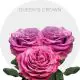 Garden Queen´s Crown Roses 40-60 cm