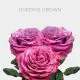 Lavender Queen´s Crown Roses 40 cm (25 St bunch)