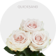 Cream Quicksand Roses 50-60 cm