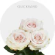 Box Cream Quicksand roses 50 cm (100 St)