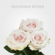 Cream Quicksand Roses 50 cm (25 St bunch)