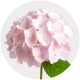 Hydrangeas Pink  Hydrangea 