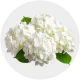 Flowers White Hydrangea