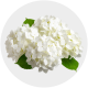 Flowers White Hydrangea (1 St bunch)