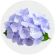 Flowers Lavander Hydrangea