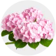 Flowers Pink Hydrangea